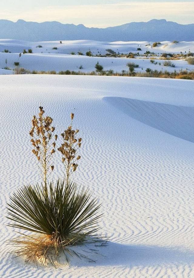 a small plant in the middle of a large white sand dune with mountains in the background