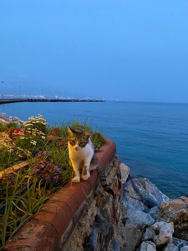 a cat is standing on the edge of a wall by the ocean with flowers in front of it