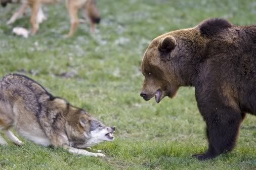 two brown bears are playing with each other in the grass and one bear has its mouth open