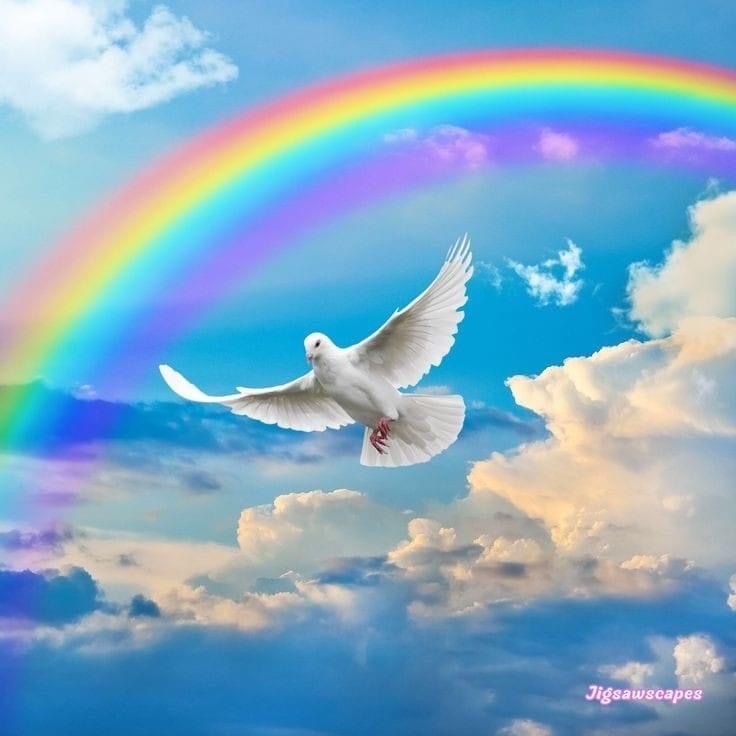 a white dove flying in front of a rainbow