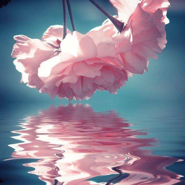 a pink flower is reflected in the water