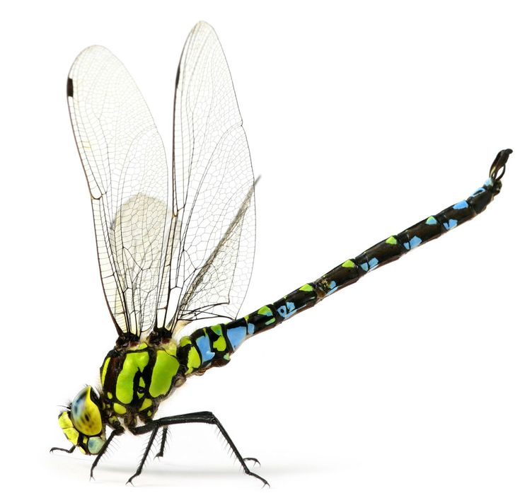 a green and black dragonfly on a white background stock photo getty images for free