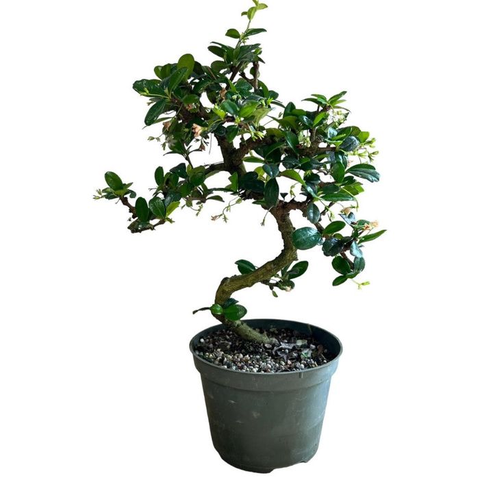 a bonsai tree in a pot on a white background