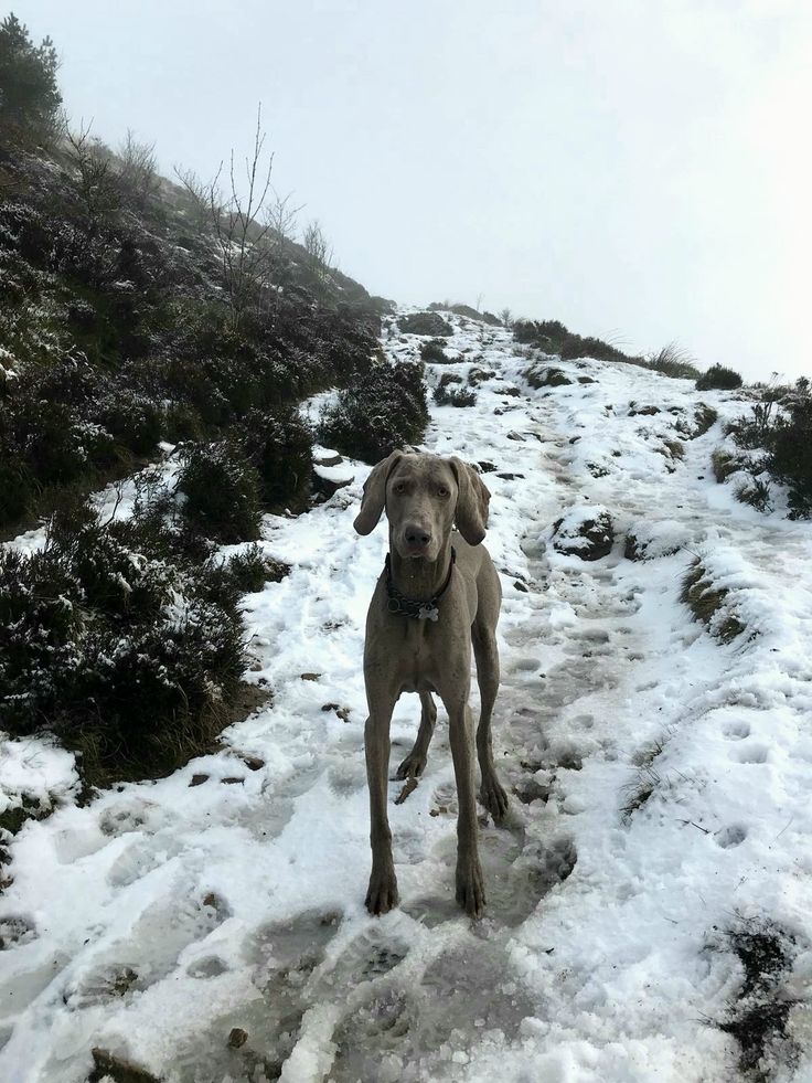 a dog standing on top of a snow covered slope