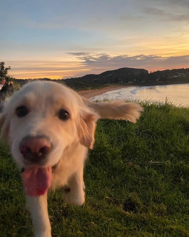 Happy Golden Retriever Puppy, Best Dog Harness, Chien Golden Retriever, Adorable Baby Animals, Very Cute Dogs, Cute Animal Photos, Golden Retrievers, Animal Photo, Cute Little Animals