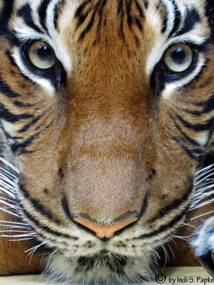 a close up view of a tiger's face with blue eyes and brown fur