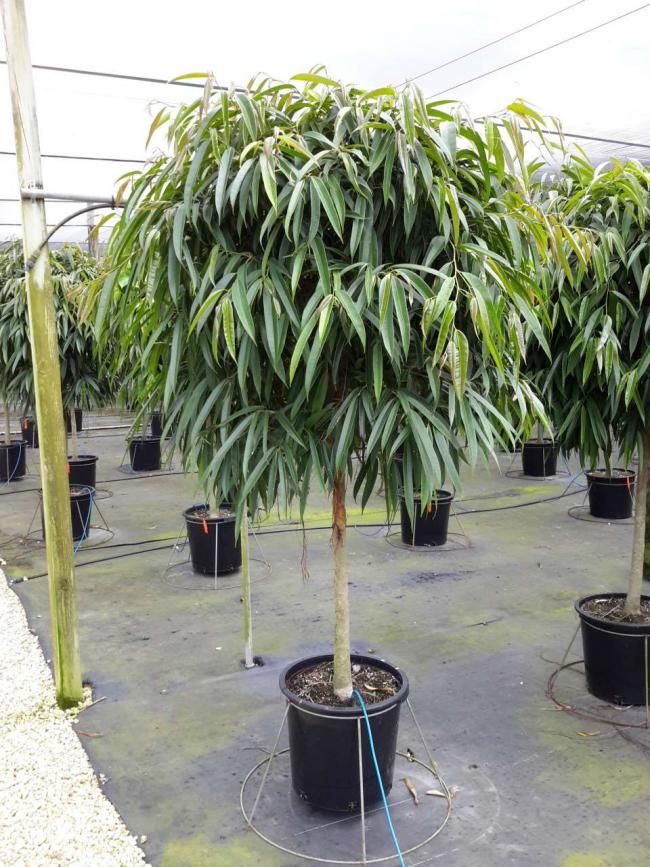 several potted trees in the middle of a cement floor