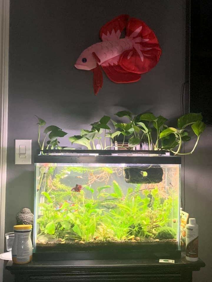 a fish tank filled with plants on top of a table next to a wall mounted light