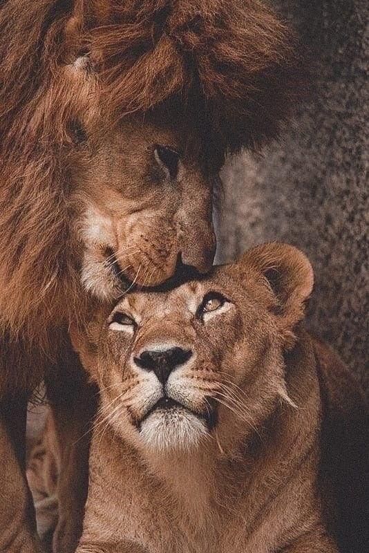 two lions are standing next to each other