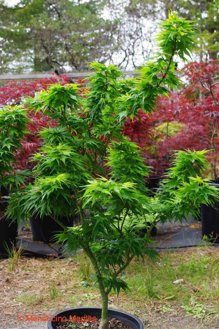 a small tree in a black pot with dirt on the ground next to other trees