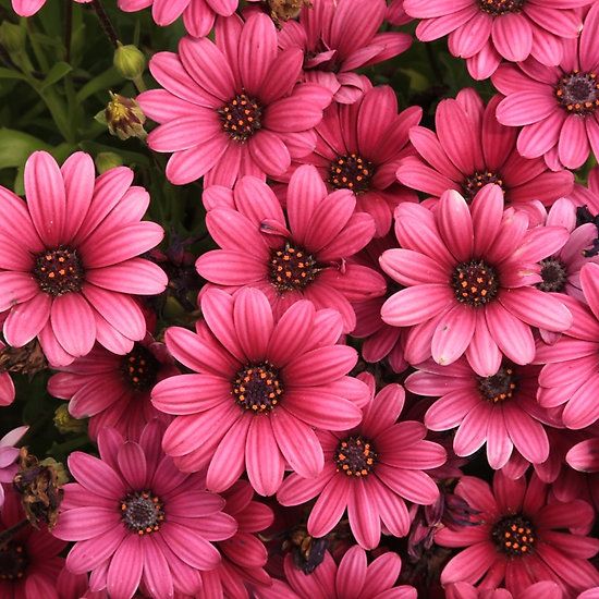 many pink flowers with green leaves in the background and brown centers on each flower head