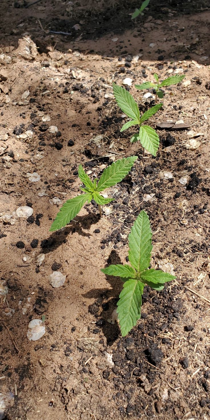 small green plants sprouting from the ground in an area with dirt and rocks