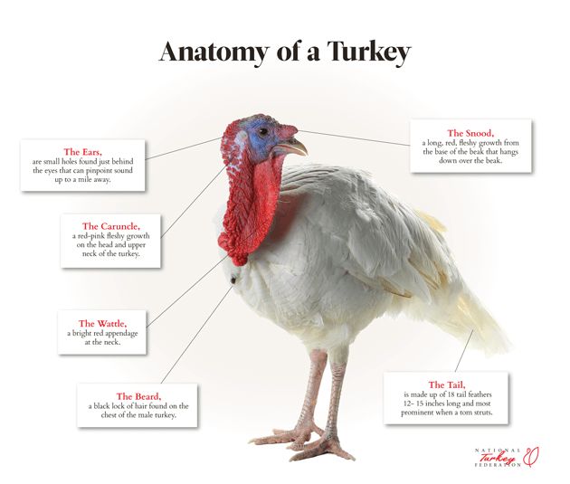 the anatomy of a turkey is shown in this graphic above it's caption