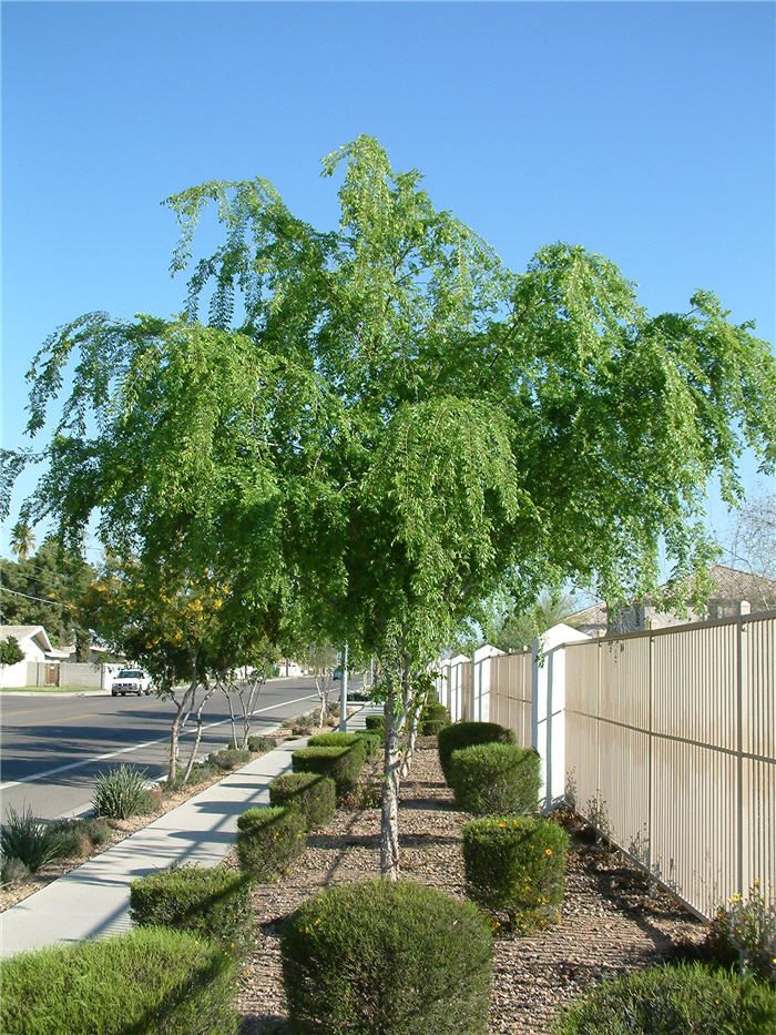 a small tree in the middle of a garden