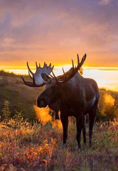 a large moose standing on top of a grass covered field