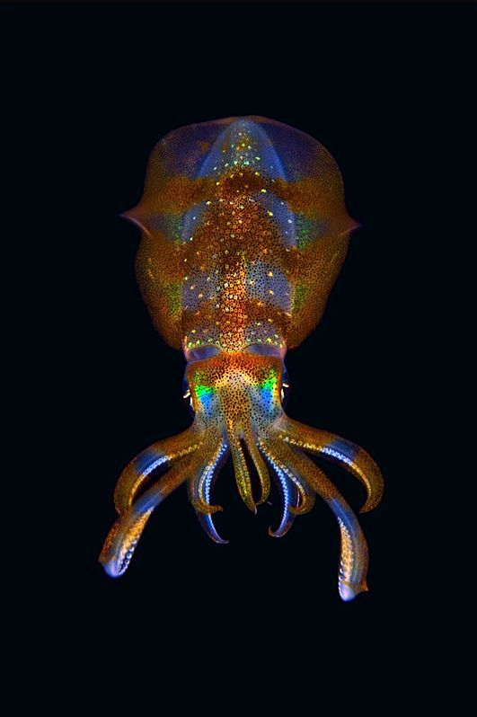 an image of a jellyfish in the ocean at night time, looking like it is floating