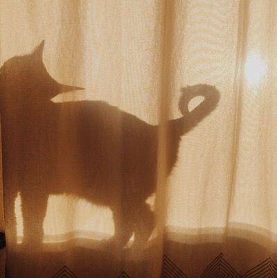 a cat standing in front of a curtain with the shadow of it's tail