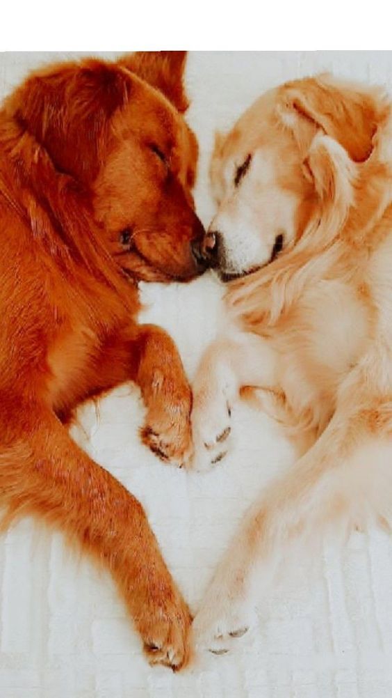 two dogs laying next to each other on top of a white bedding covered floor