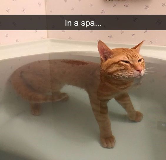 an orange tabby cat sitting in a bathtub with its eyes closed and the caption in a spa