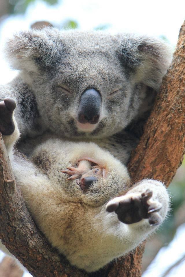 a baby koala cuddles with its mother in a tree