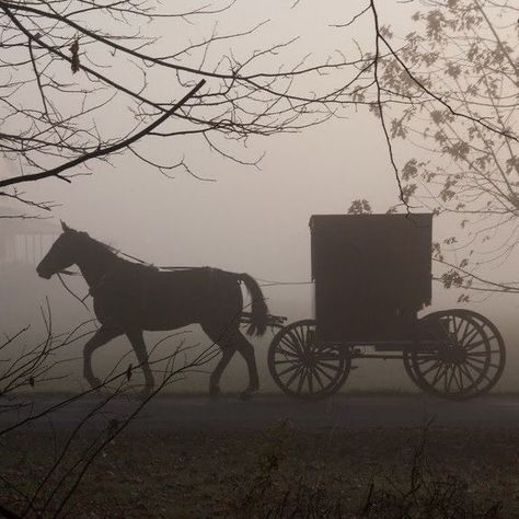 two horses pulling a buggy on a foggy day