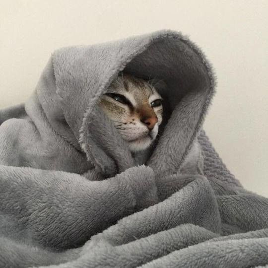 a cat peeking out from under a blanket