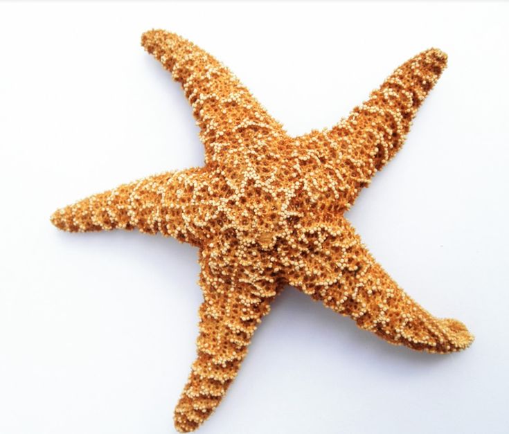 an orange starfish on a white background