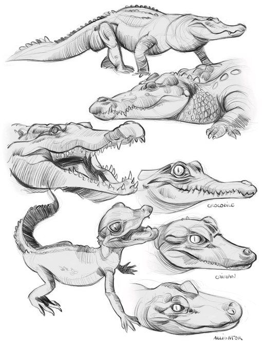 four alligators are shown in black and white, each with their own head turned to look