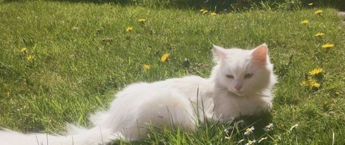 a white cat is sitting in the grass