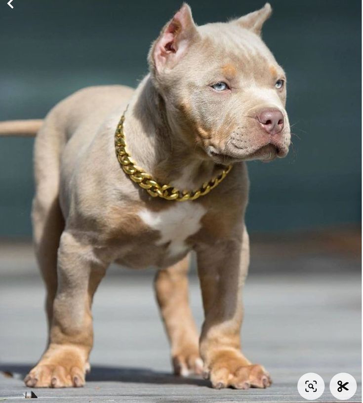 a brown dog with a gold chain around it's neck