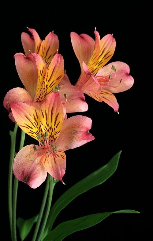 three pink and yellow flowers in a vase