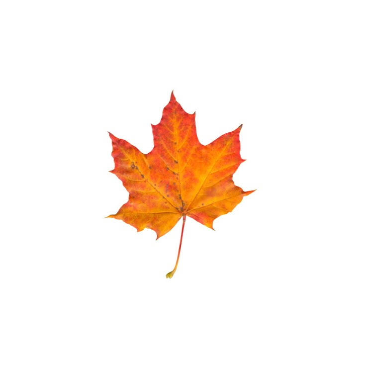 an orange and red maple leaf on a white background