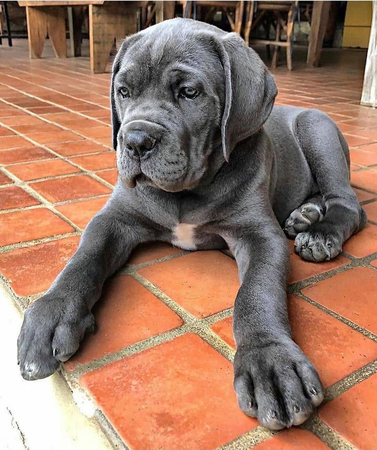 a large gray dog laying on top of a red tile floor