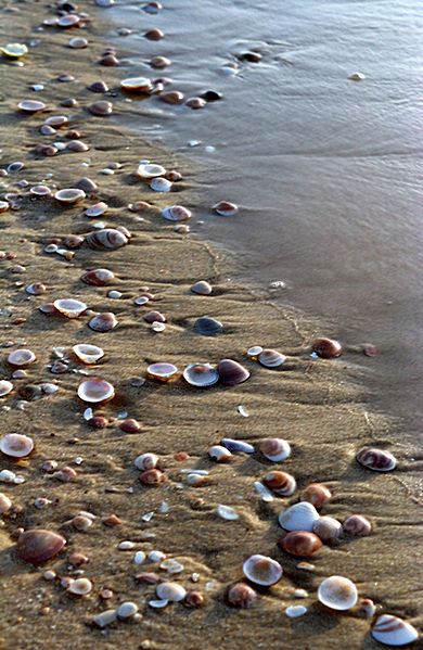 many shells are on the sand by the water's edge, and there is no image here to provide a caption for