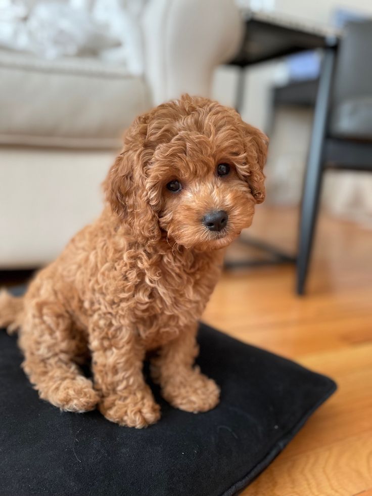 a small brown dog sitting on top of a black mat in front of a couch