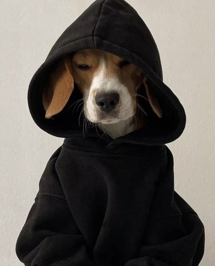 a dog wearing a black hoodie with ears sticking out and eyes wide open, sitting in front of a white wall