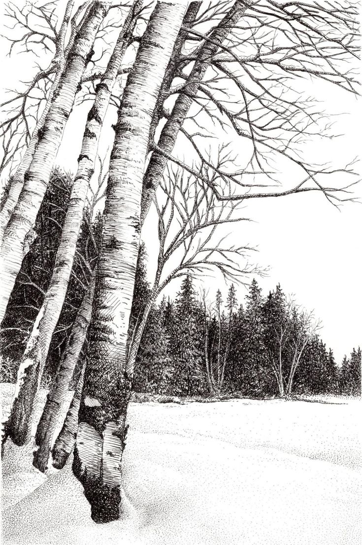 pencil drawing of trees in the snow