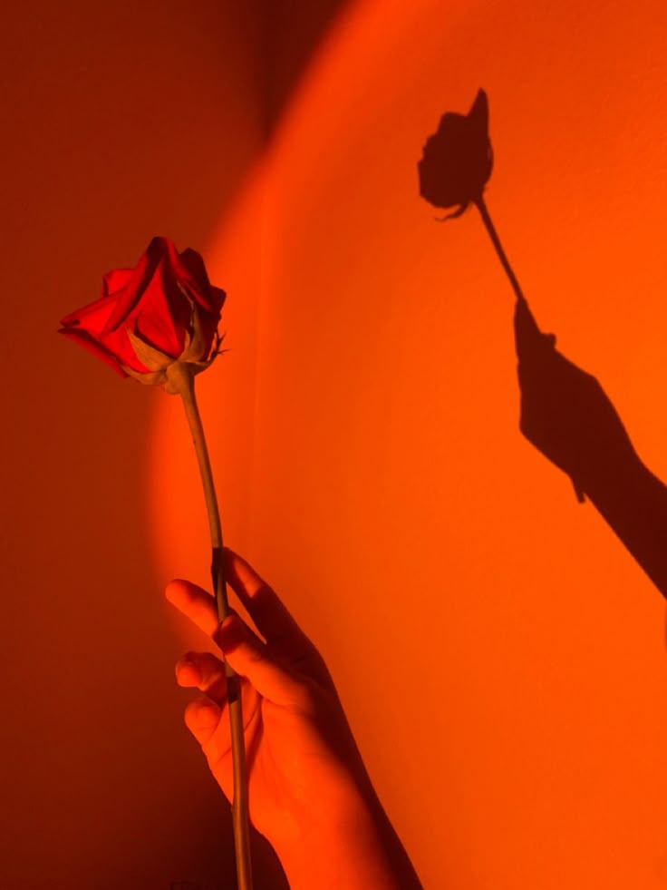 the shadow of a person holding a rose in front of an orange wall with shadows on it