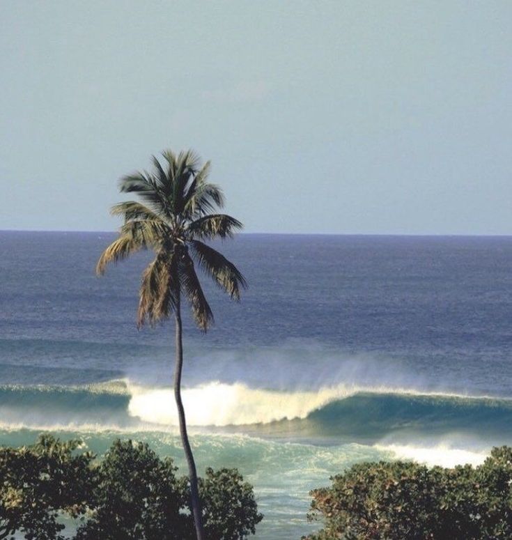 a palm tree is in front of the ocean