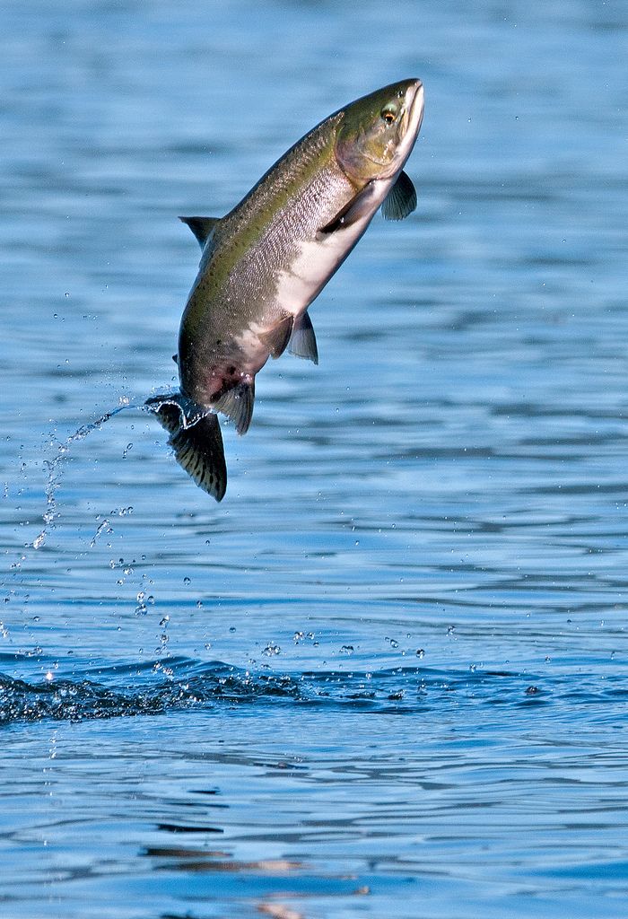 a fish jumping out of the water to catch some food in it's mouth