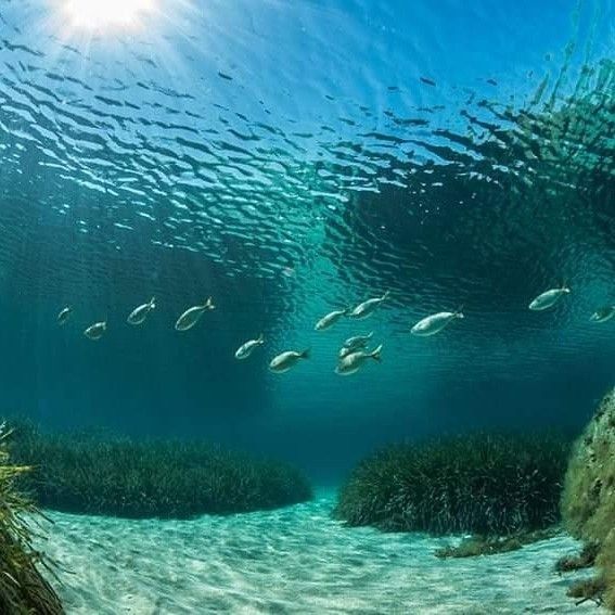 an underwater view of the ocean with many fish swimming around and in the water there are plants growing out of the sand