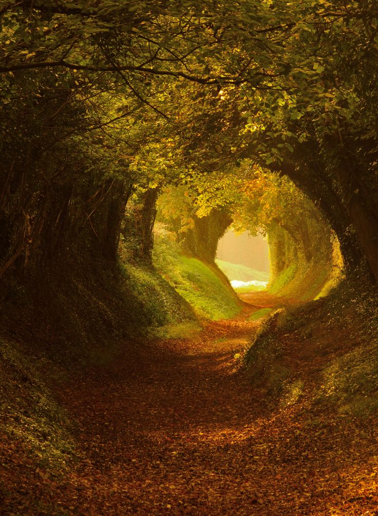 an image of a path in the woods that looks like it is going to fall