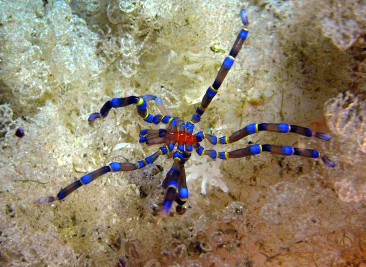 a blue and orange spider sitting on top of a coral