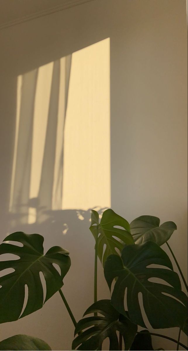 a plant in front of a window with the sun shining through it and casting long shadows on the wall