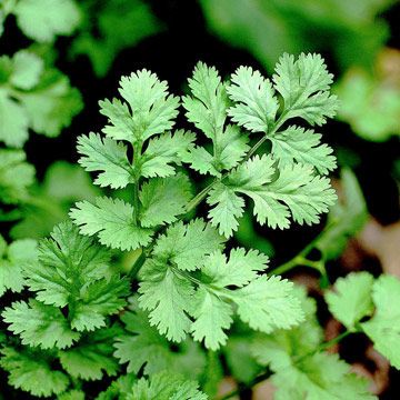 the green leaves of a plant are growing in the ground, and it looks like they're going to grow