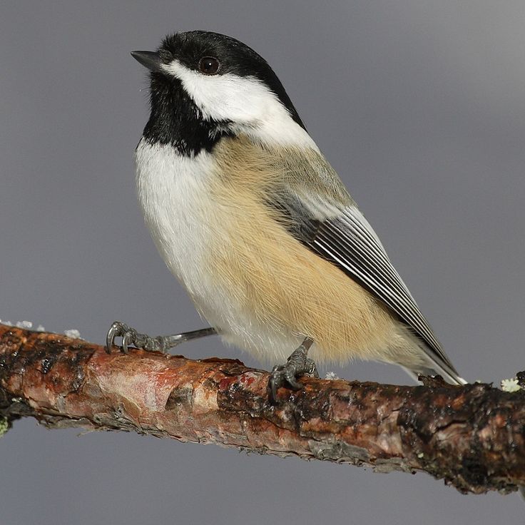 a black and white bird sitting on top of a tree branch in front of a gray sky