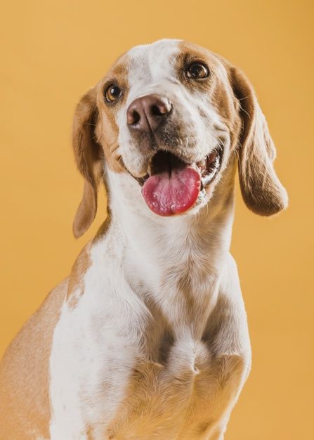 a brown and white dog with its tongue out