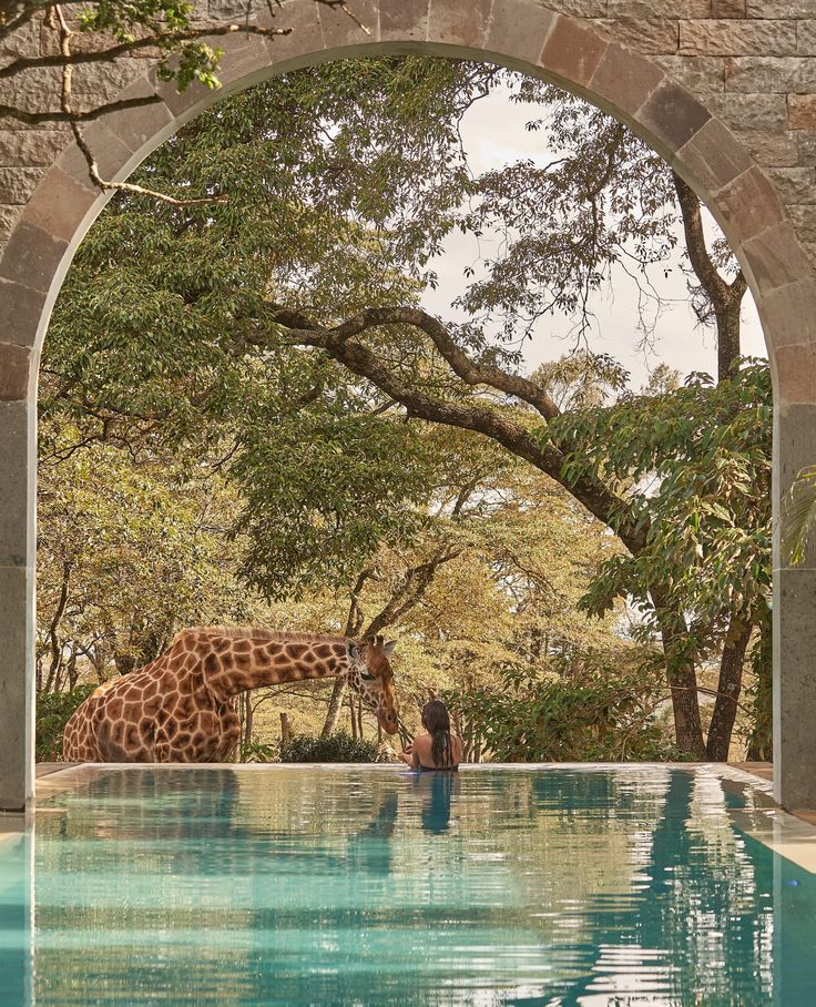 a giraffe standing next to a swimming pool under a tree covered sky line