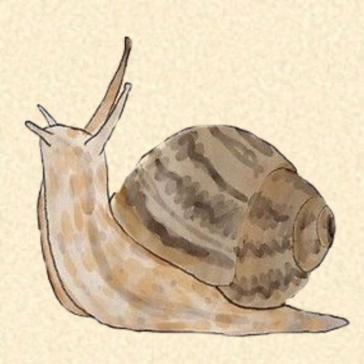 a drawing of a snail on a beige background