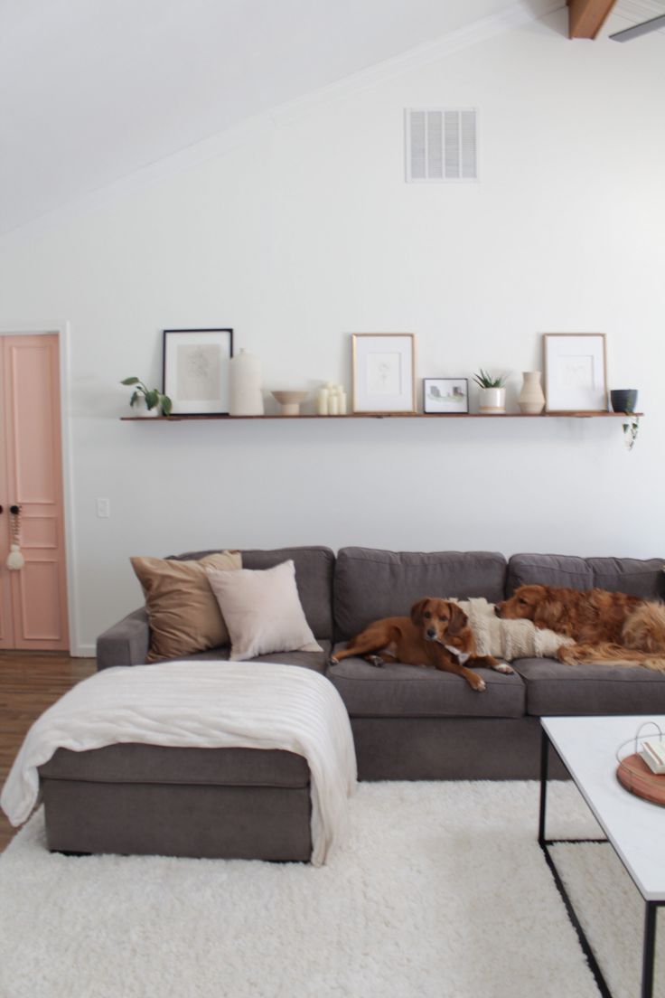 a dog laying on top of a couch in a living room next to a white rug